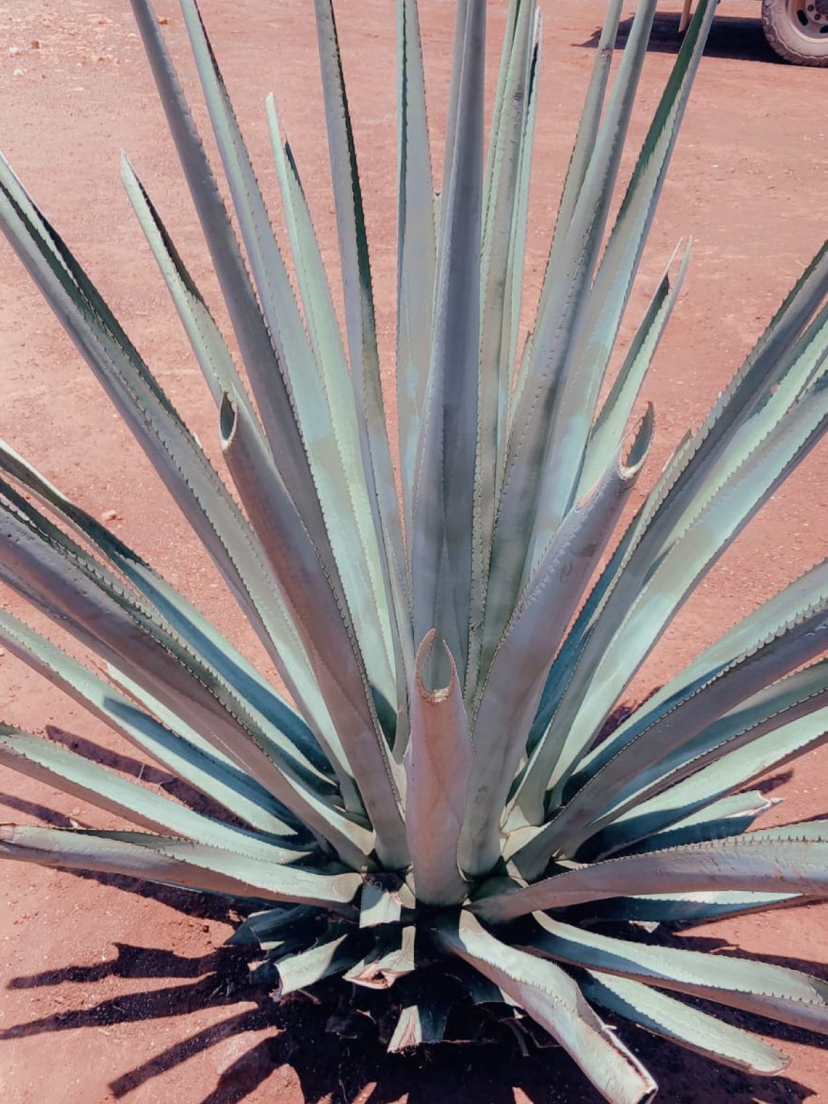 Slide Image